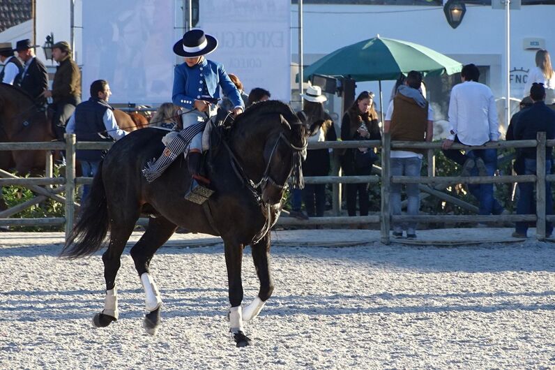 feira da golegã, feira nacional do cavalo, feira internacional do cavalo lusitano, feira de são martinho, golegã, cavalo