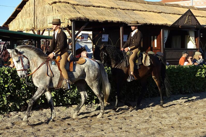feira da golegã, feira nacional do cavalo, feira internacional do cavalo lusitano, feira de são martinho, golegã, cavalo
