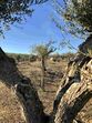 Monte Manuel Luís Goucha