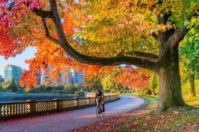 homem, bicicleta, parque, cidade