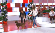 fátima lopes, cão, brownie, beatriz, filha