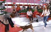 fátima lopes, cão, brownie, beatriz, filha