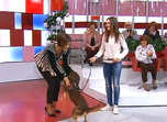 fátima lopes, cão, brownie, beatriz, filha