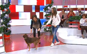fátima lopes, cão, brownie, beatriz, filha