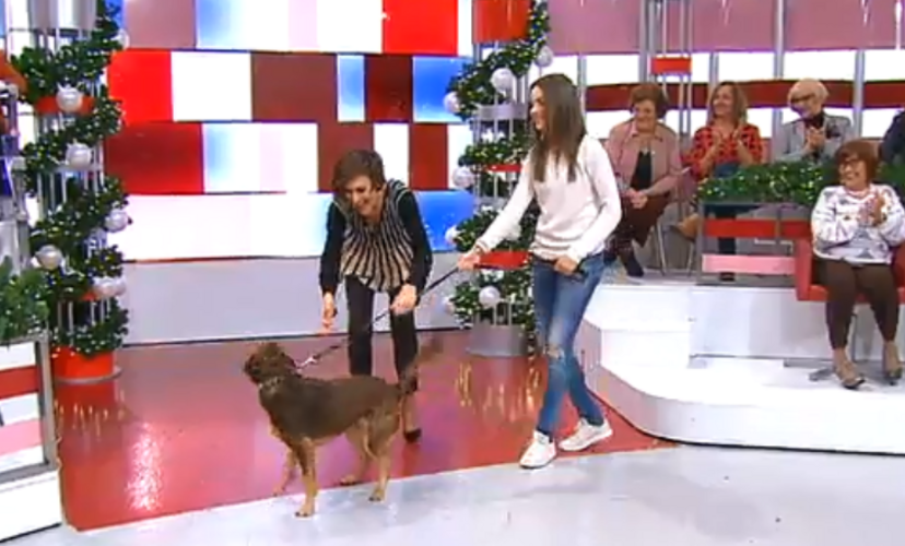 fátima lopes, cão, brownie, beatriz, filha