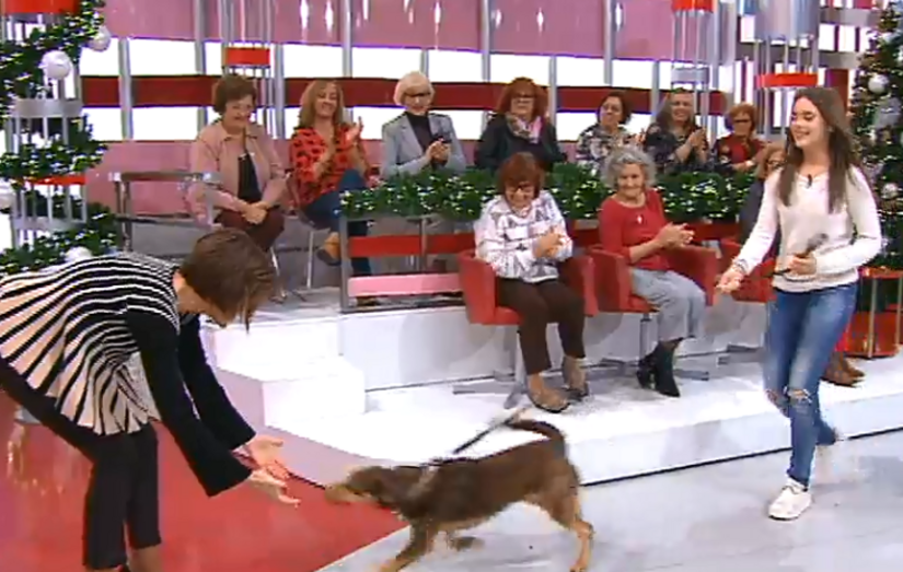 fátima lopes, cão, brownie, beatriz, filha