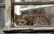 gato, janela, felino, gato à janela