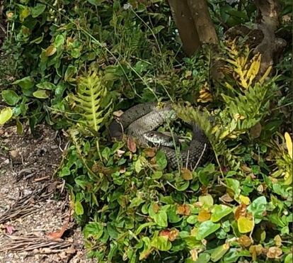 Paula Neves teve o maior susto da sua vida ao ver o que a esperava no jardim de casa