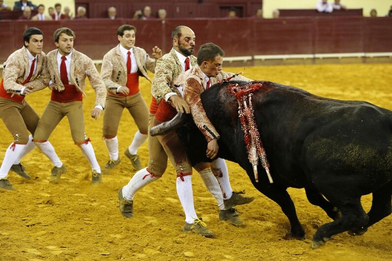 Campo Pequeno, corrida vidas, lisboa, toiros, Correio da Manhã