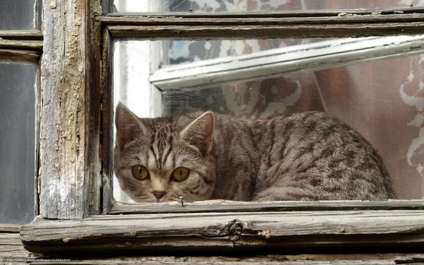 gato, janela, felino, gato à janela