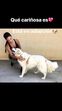 Cristiano Ronaldo, Georgina Rodríguez, anaa, defesa dos animais, cães, madrid, espanha, associação nacional amigos dos animais