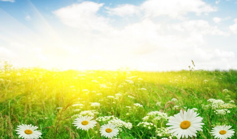 Jardim, margaridas, campo, sol, primavera