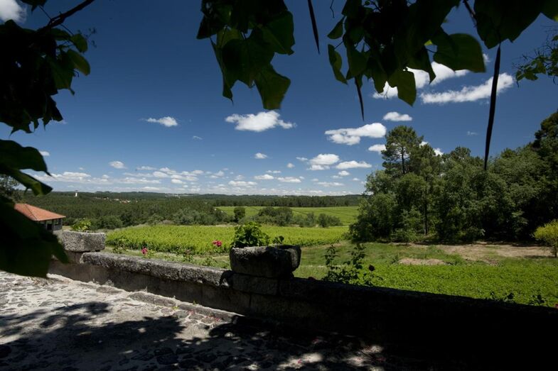 Vinhas, Dão, Quinta dos Carvalhais, Grão Vasco, Sogrape, Fornos de Algodres