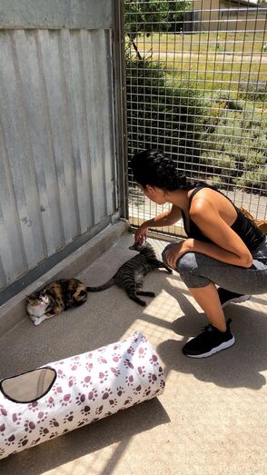 Cristiano Ronaldo, Georgina Rodríguez, anaa, defesa dos animais, cães, madrid, espanha, associação nacional amigos dos animais
