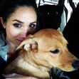 meghan markle, cão, cães