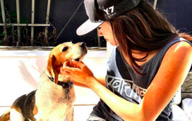 Das ruas do Kentucky... à família real britânica! Cão de Meghan é protagonista de novo livro infantil