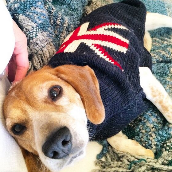 meghan markle, cão, cães