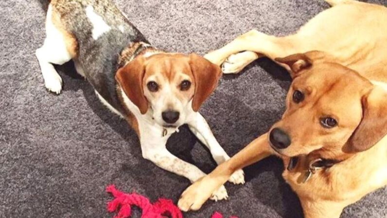 meghan markle, cão, cães