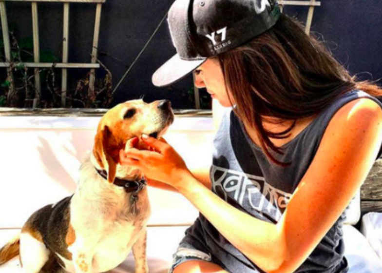 meghan markle, cão, cães