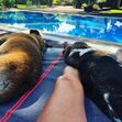 Manuel Luís Goucha, cão, goucha com animais