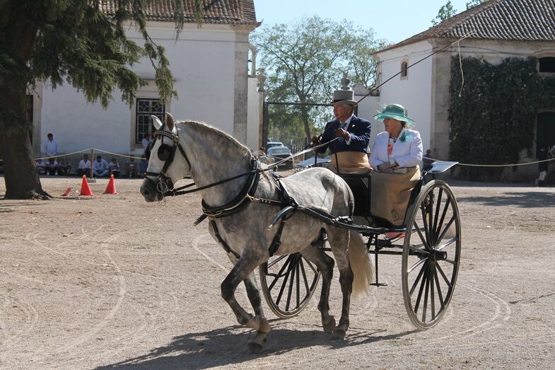 Concurso internacional de atrelagem e tradição, troféu ibérico, golegã, ribatejo