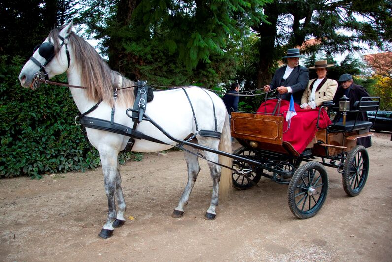 D. Duarte de Bragança, duarte Pio, Feira da Golegã, feira do cavalo, cavalo lusitano