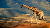 Girafa, animal, animais selvagens, áfrica