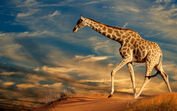 Girafa, animal, animais selvagens, áfrica