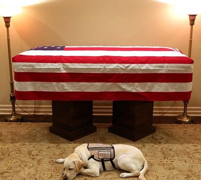 Impressionante: cão do falecido George Bush presta derradeira homenagem junto ao caixão do dono
