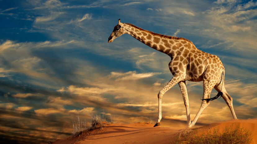 Girafa, animal, animais selvagens, áfrica
