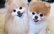 Boo, Lulu da Pomerânia