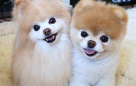 Os cães também morrem de amor! Boo tinha 17 milhões de seguidores e não resistiu à morte do companheiro