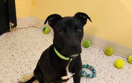 Insólito. Cão de sete meses ressuscita após ter sido abatido