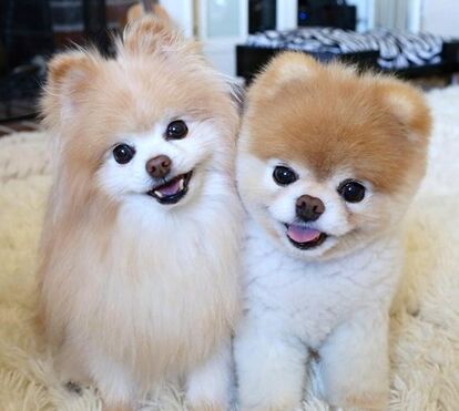 Os cães também morrem de amor! Boo tinha 17 milhões de seguidores e não resistiu à morte do companheiro