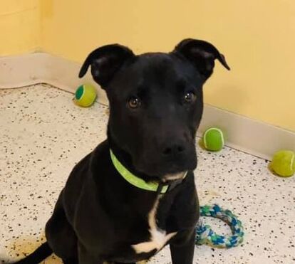 Insólito. Cão de sete meses ressuscita após ter sido abatido