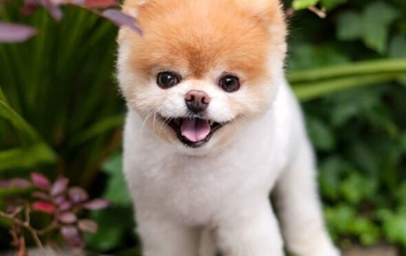 Boo, Lulu da Pomerânia