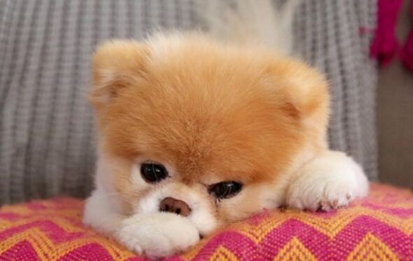 Boo, Lulu da Pomerânia