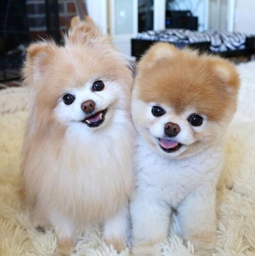 Boo, Lulu da Pomerânia
