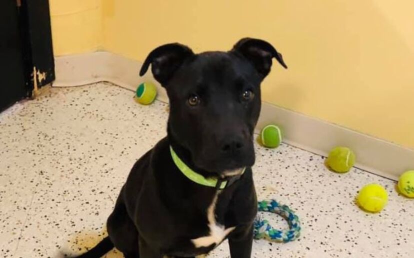 Cão ressuscita após ter sido abatido