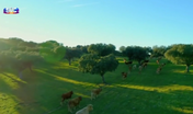 Quem quer namorar o agricultor?, SIC, João Neves, Alentejo, Elvas, casebre