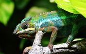 camaleão, animal, floresta, réptil, répteis