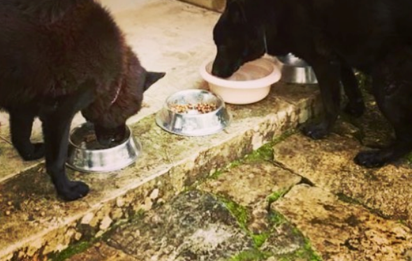 Cães de Catarina Furtado