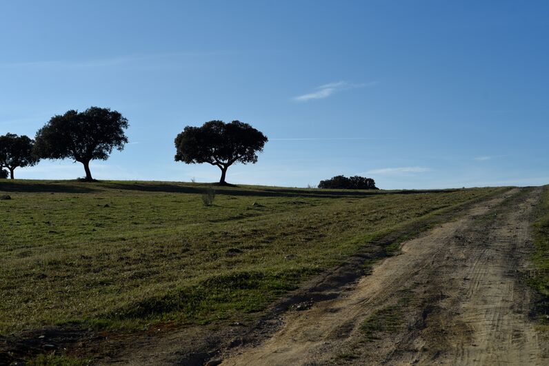 quem quer namorar com o agricultor, joão neves, alentejo