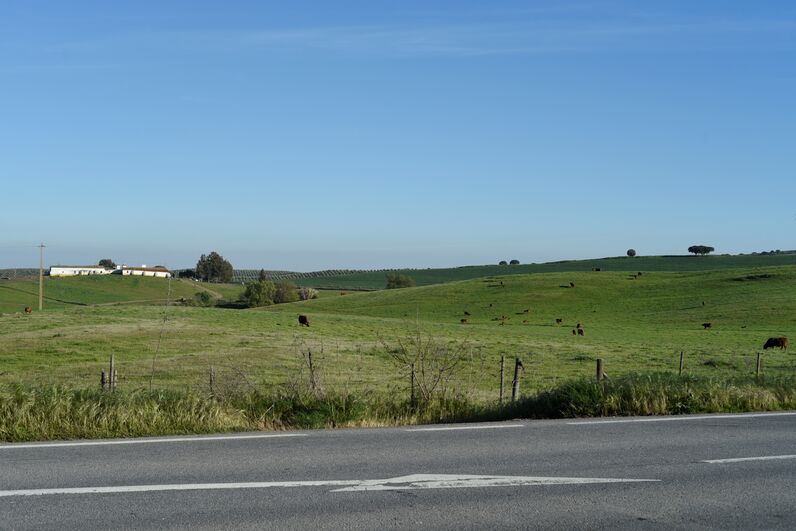 quem quer namorar com o agricultor, joão neves, alentejo