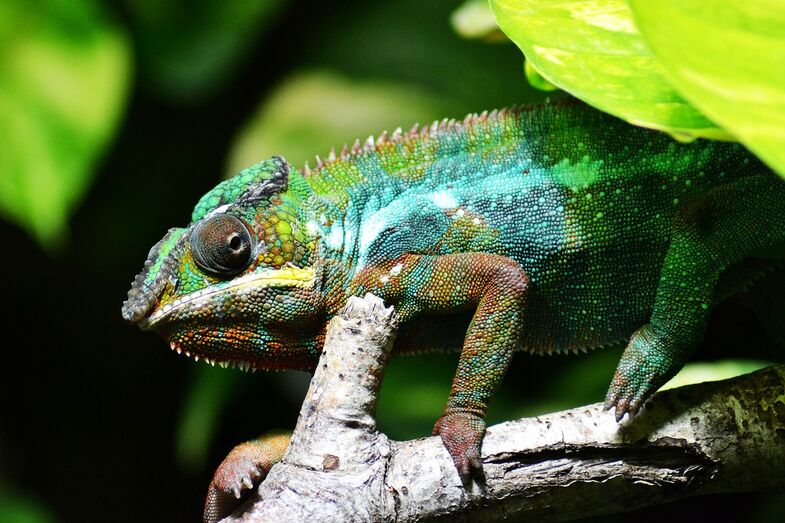 camaleão, animal, floresta, réptil, répteis