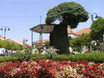 Gavião