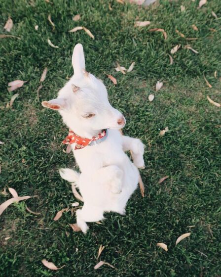 Helena Costa, atriz, malveira, grávida, cadelas, desaparecidas, tacuara, julieta, dogue argentina