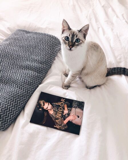 Helena Costa, atriz, malveira, grávida, cadelas, desaparecidas, tacuara, julieta, dogue argentina