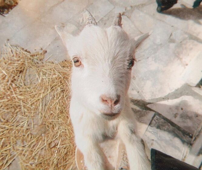 Helena Costa, atriz, malveira, grávida, cadelas, desaparecidas, tacuara, julieta, dogue argentina