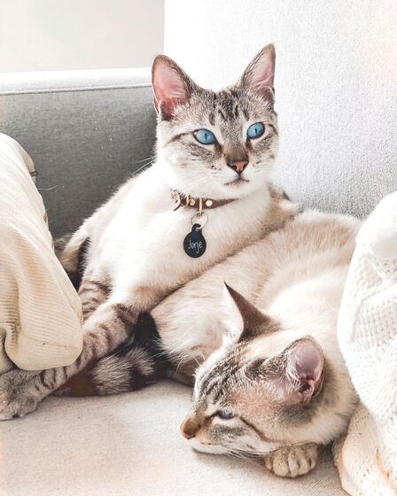 Helena Costa, atriz, malveira, grávida, cadelas, desaparecidas, tacuara, julieta, dogue argentina